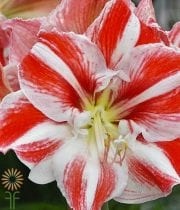 Red And White Amaryllis (3 Stems)