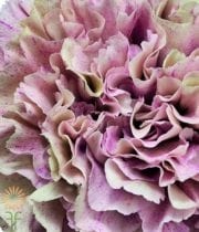Dusty Pink Specialty Babylon Carnations