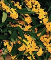 Yellow Fulgens Euphorbia