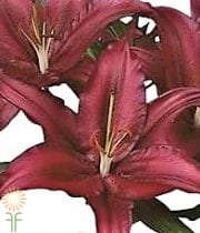 Burgundy Firebolt Oriental Lily