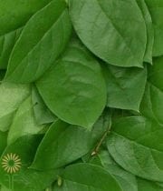 Salal (Lemon Leaf) Greenery