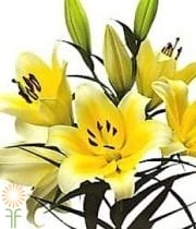 Yellow Serrano Oriental Lily