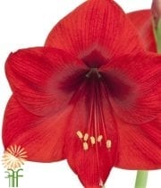 Red Amaryllis (3 Stems)