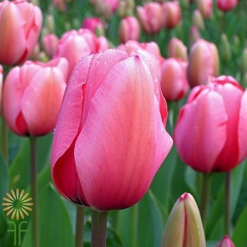 wholesale tulips