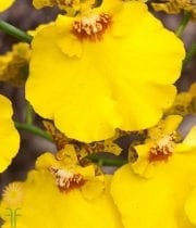 Yellow Oncidium Orchids