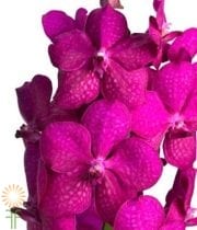 Hot Pink Vanda Orchids (single Stem)