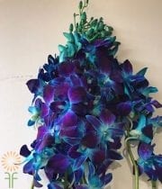 Blue Tinted Dendrobium Orchids