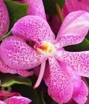 Hot Pink Mokara Orchids
