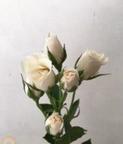 White Majolika Spray Roses