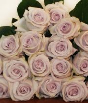 Lavender Bounty Way Roses