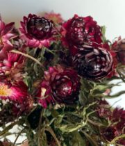 Dried Red/Burgundy Strawflower