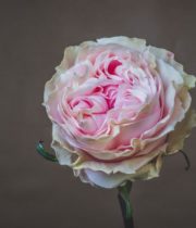 Light Pink Duchesse Roses