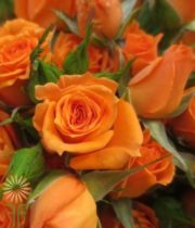 Orange Kelly Spray Roses