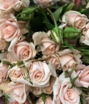 Blush Royal Porcelina Spray Roses