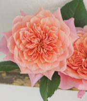 Pink Wabara Miyabi Garden Roses