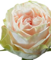 Cream Garden Spirit Roses