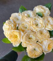 Cream Persuasion Garden Roses