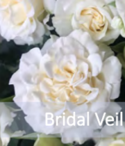 White Bridal Veil Spray Roses