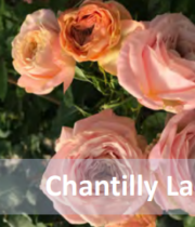Peach Chantilly Lace Garden Spray Roses