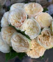 Cream Darlington Garden Roses