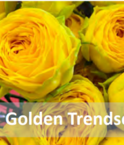 Yellow Golden Trendsetter Garden Spray Roses