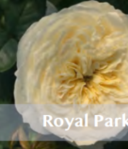 Royal Park Garden Spray Roses