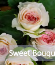 Light Pink Sweet Bouquet Spray Roses
