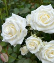 White Wedding Party Spray Roses