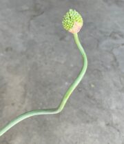 Snake Ball Allium
