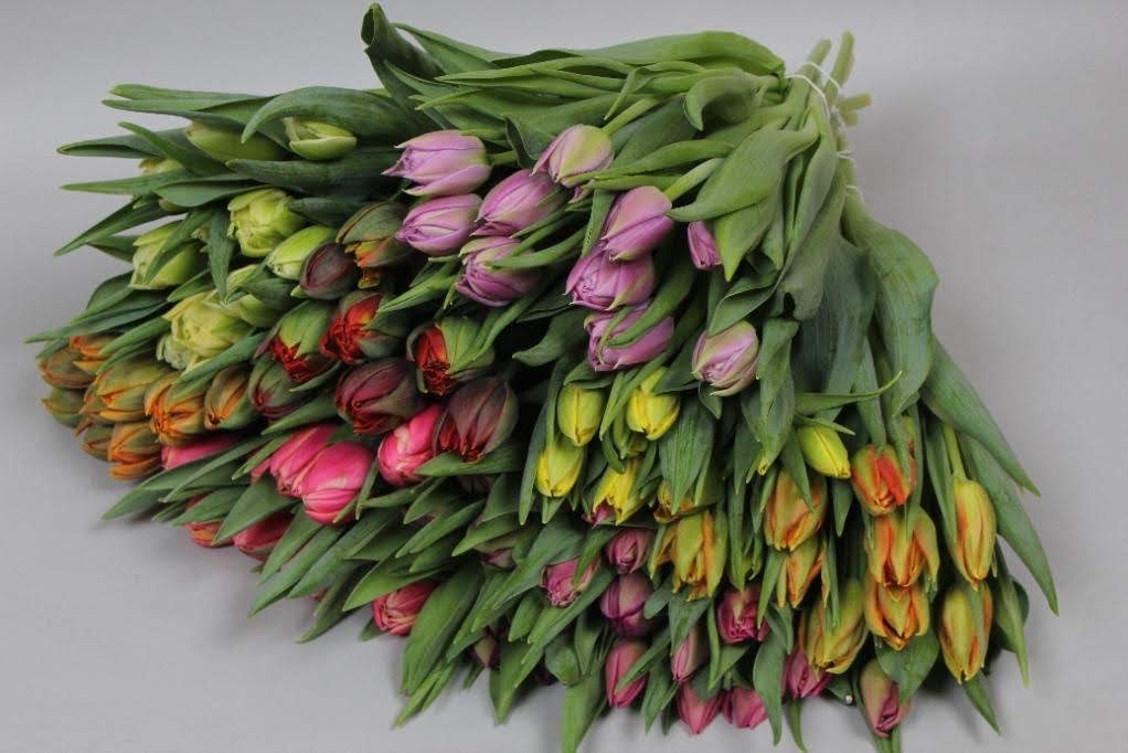 Tulips Bulk Flowers