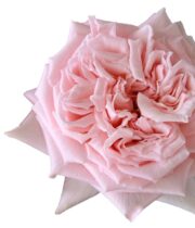 Pink Princess Hitomi Garden Roses
