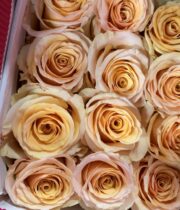 Pearl Finesse Roses