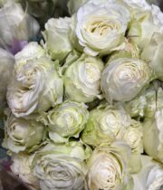 White Blanche Garden Spray Roses