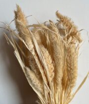 Dried Bleached Millet