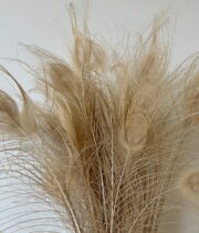 Dried Bleached Peacock Feathers