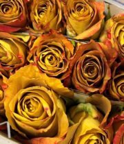 Gold Heart Of Gold Roses