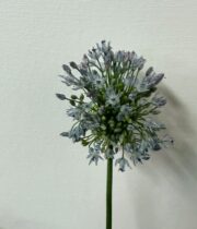 Blue Sky Perfume Allium