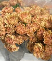 Beige/Taupe Specialty Honey Vintage Carnations