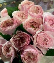 Light Pink Princess Hoshiko Garden Roses