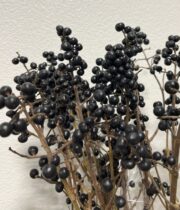 Black Pearl Ligustrum Berries