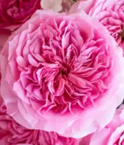 Pink Millicent Garden Rose