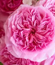 Pink Millicent Garden Roses