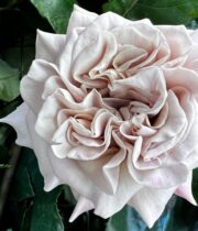 Beige Westminster Abbey Garden Roses