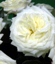 White Alabaster Garden Roses