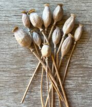 Dried Poppy Pods (short Stems)