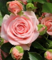 Pink Odilia Spray Roses