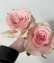 Pink Blessing Roses