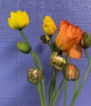 Assorted Color Giant Italian Poppies