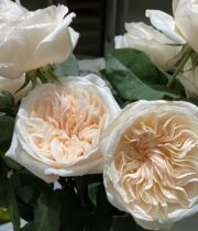 Ivory Bessie Garden Roses