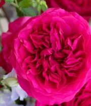 Pink Hettie Garden Roses